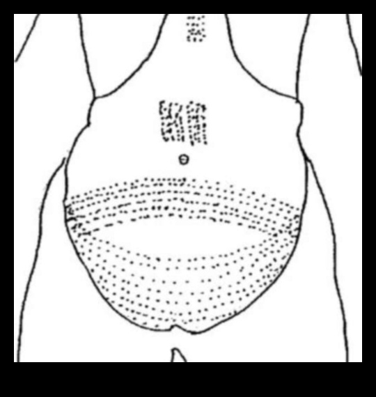 أوديسي الحبر: الكشف عن سجلات إتقان الوشم الحديث