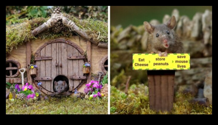 قصر Mousey: منازل متعددة المستويات DIY للقوارض الصغيرة