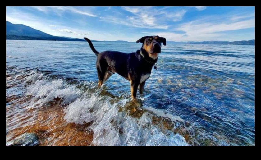 وجهات الكلاب: التخطيط لملاذ مثالي صديق للحيوانات الأليفة