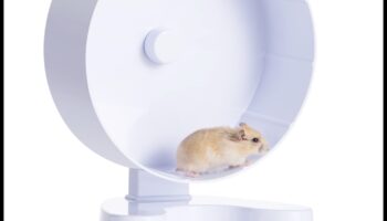 تابع سلامة عجلة الهامستر: ضمان التثبيت والثبات المناسبين