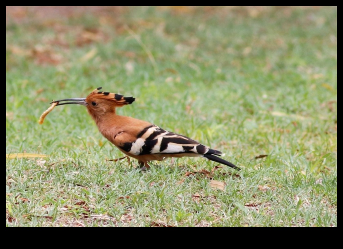 استكشاف دور الطيور في الحفاظ على البيئة والاستدامة