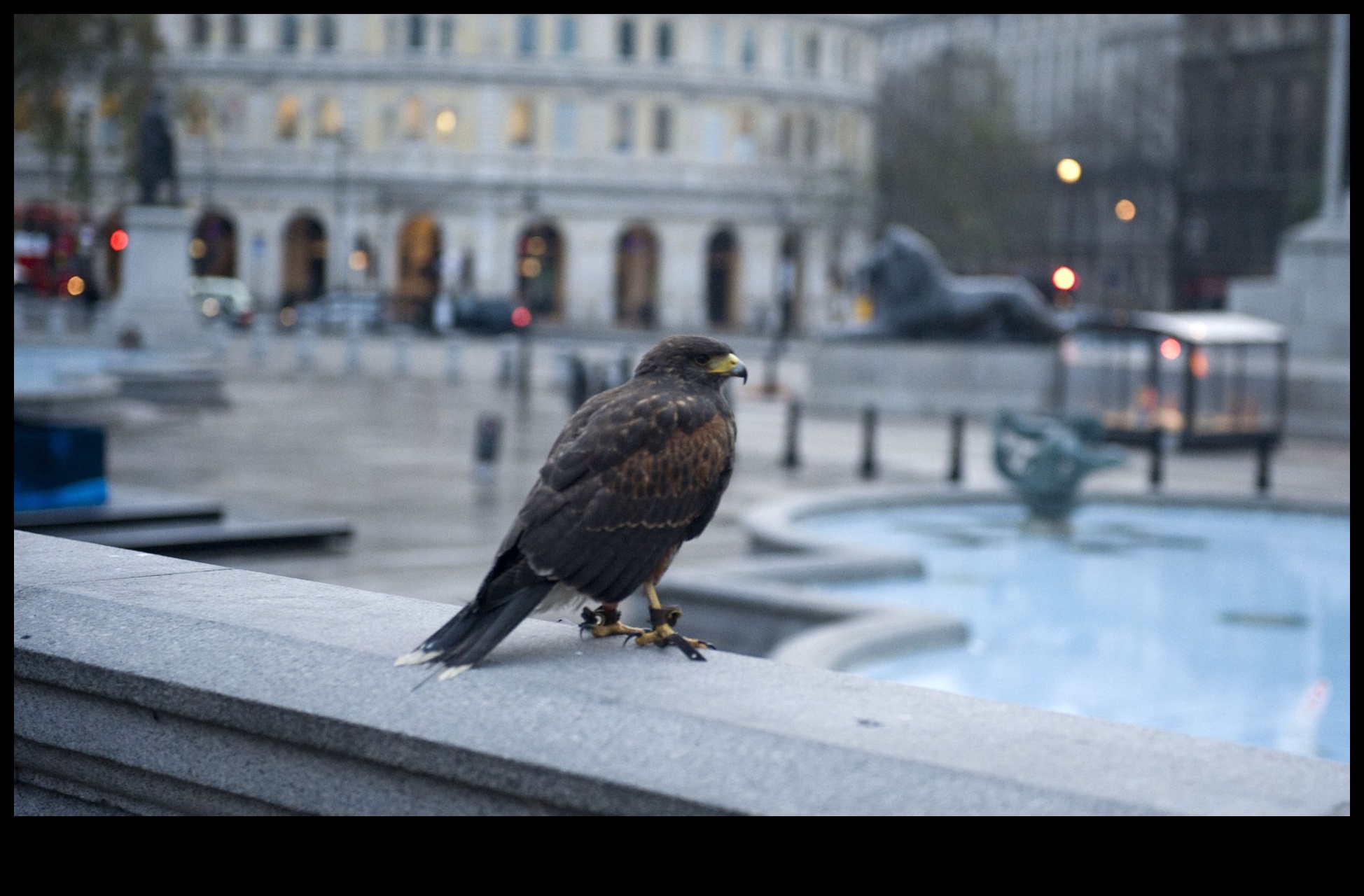 الطيور في الأماكن الحضرية: التكيف مع حياة المدينة