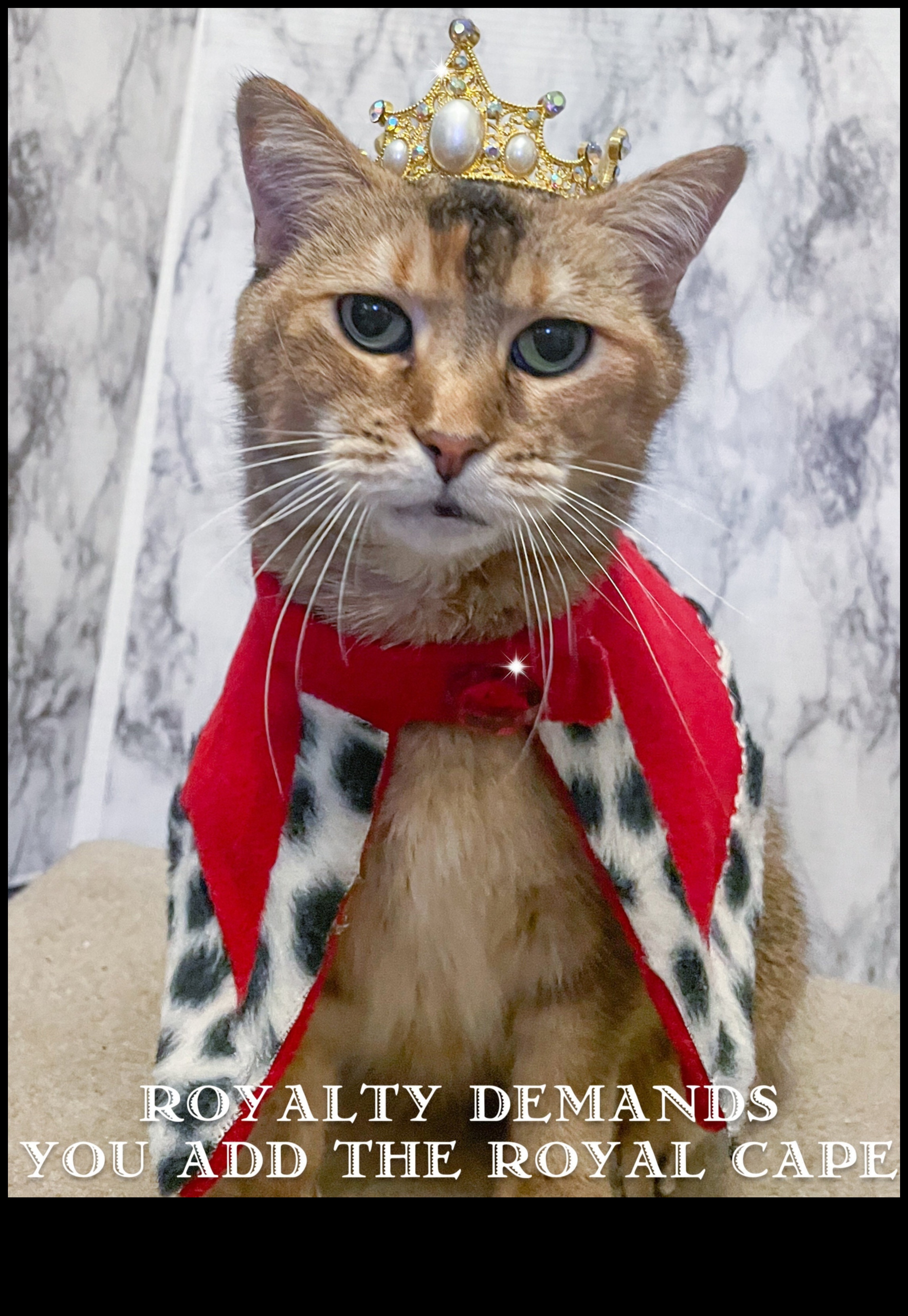 جواهر تاج القطط: إكسسوارات ملكية لقططك الملكي