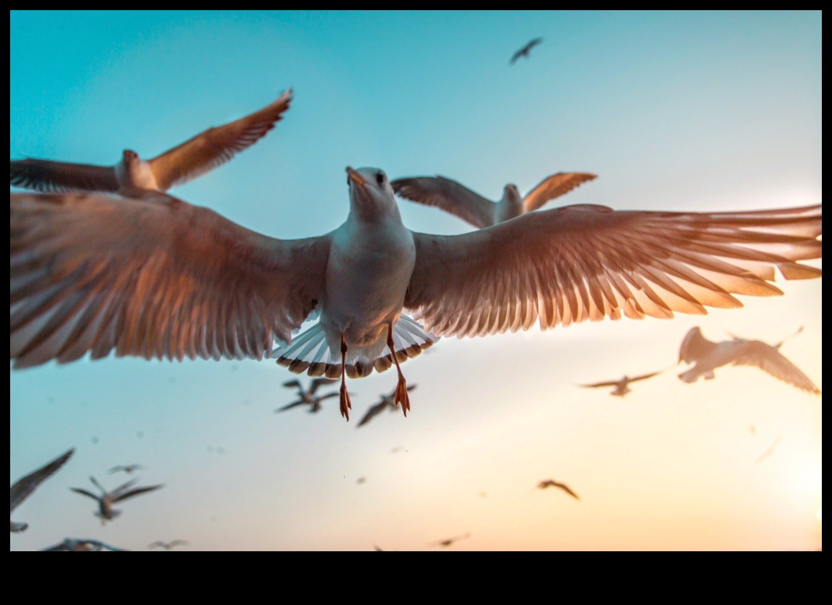 تصوير الطيور 101: نصائح لالتقاط صور مذهلة للطيور