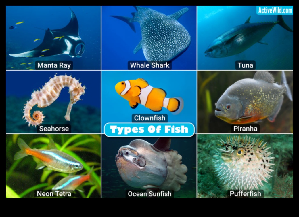 تابع أصدقاء فين: الأسماك ذات الهياكل الاجتماعية الرائعة